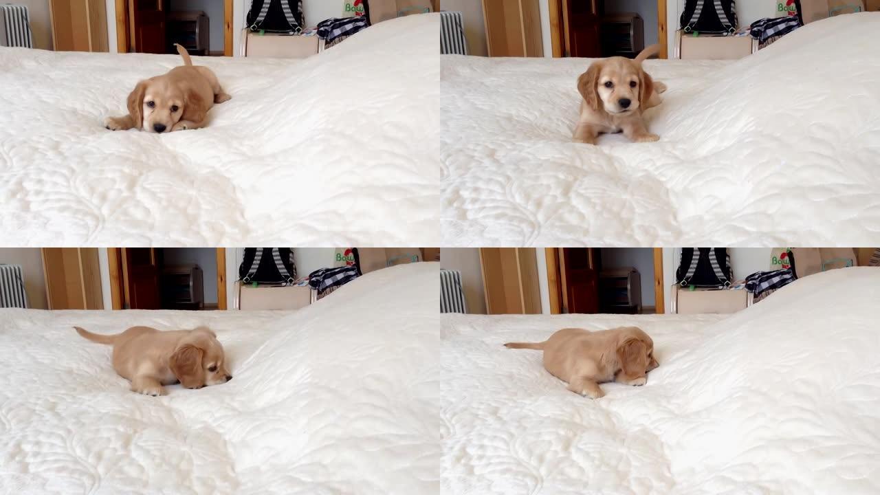 英国可卡犬小狗在床上玩耍。小狗咬床罩，吠叫并摇尾巴。