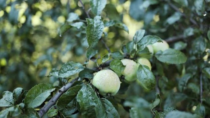 花园里一棵树上的新鲜绿色成熟有机苹果准备在阳光下收获