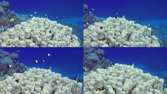埃及红海双色拉具 (Centruroides Bicolor) 的高清视频