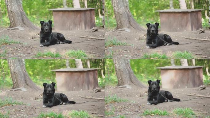 一只大黑狗躺在他的摊位上。后院链条上的黑狗