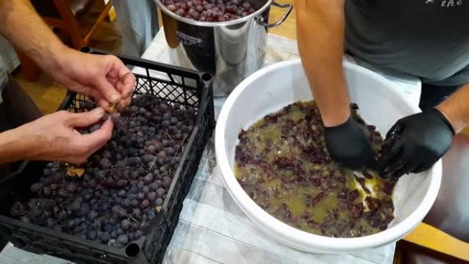 自制葡萄酒的制作过程。雄性的手将葡萄与树枝分开，并从葡萄浆果中榨汁。