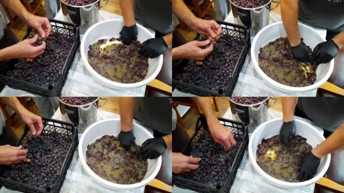自制葡萄酒的制作过程。雄性的手将葡萄与树枝分开，并从葡萄浆果中榨汁。
