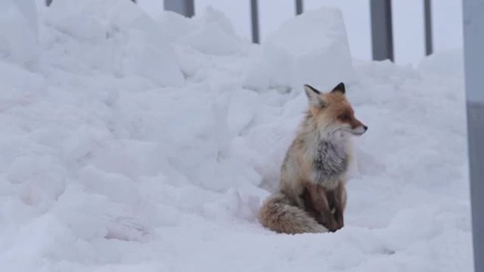 红狐狸坐在雪地上，在金属结构的背景下舔。高加索山脉高处的高加索狐狸的大肖像