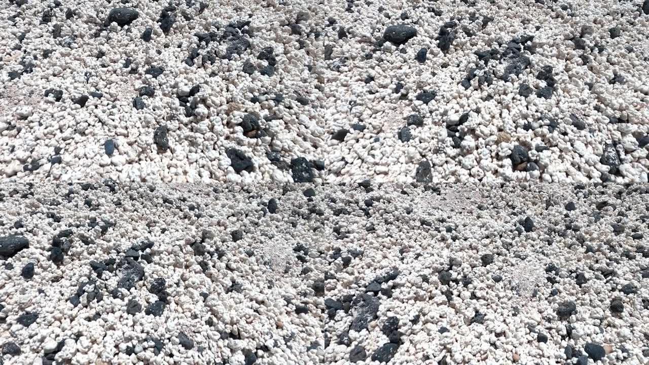 富埃特文图拉的科拉列霍湾，珊瑚标本看起来像爆米花