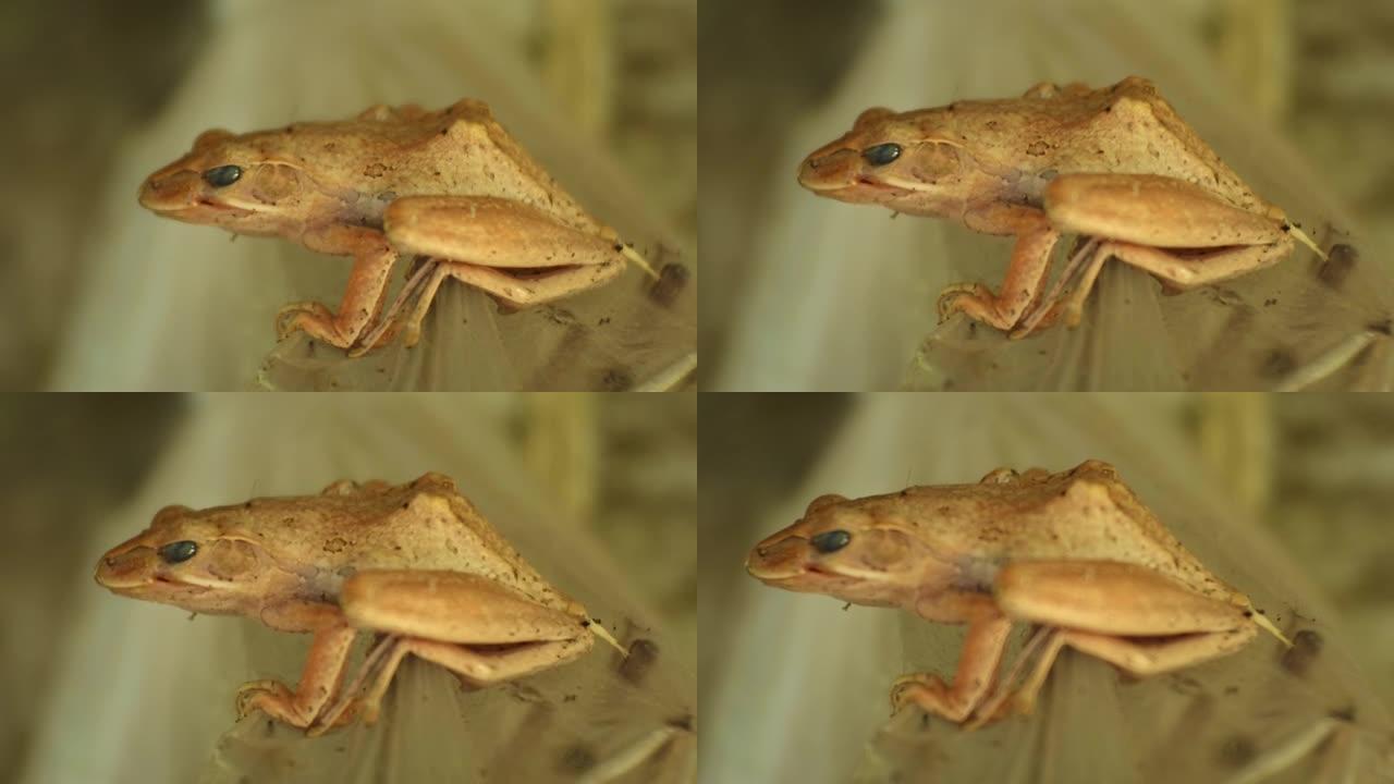 棕色木头上青蛙的特写镜头。白天的青蛙。蛙是能在陆地和水上生活的两栖动物之一。