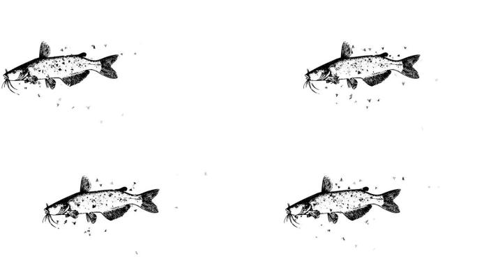 具有分散效果的镜头停止运动动画海鱼