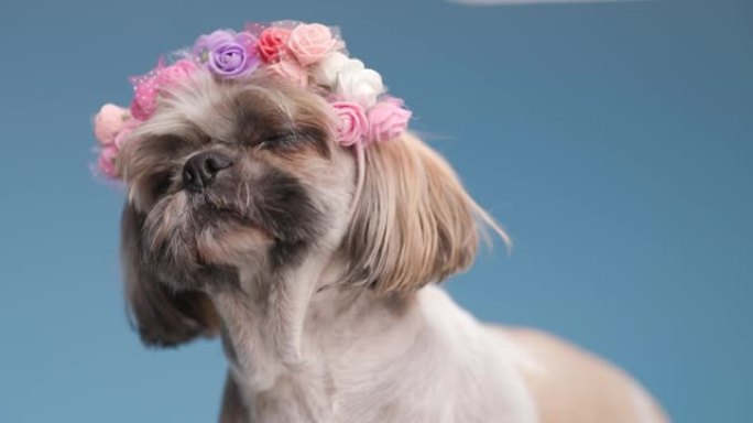 可爱的小西施犬戴着鲜花头带抬头和侧视，站在工作室的蓝色背景上