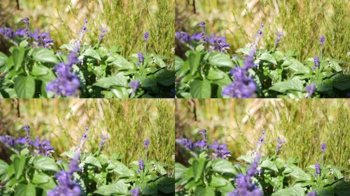 丁香丹参鼠尾草开花，天然植物学特写背景。紫花开，春晨花园，美国加利福尼亚州的家庭园艺。丁香春天植物群
