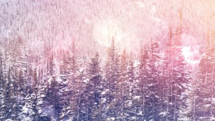 冬季景观中雪花落在杉树上的动画