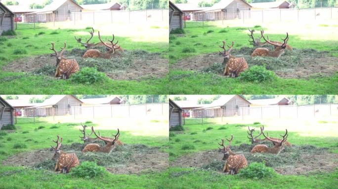 放牧鹿在草地上鹿，可爱的鹿在草地上吃特写