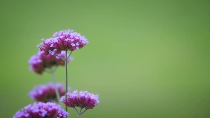 紫色马利筋花，特写