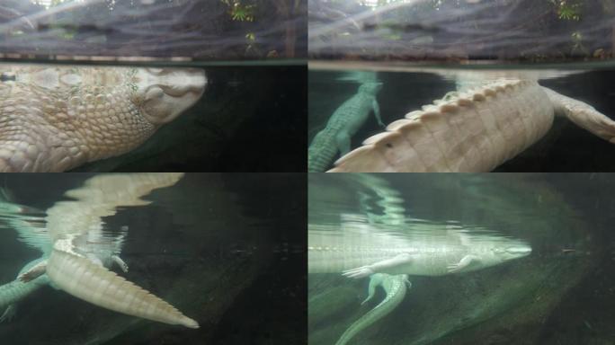 水中的白色鳄鱼动物园爬行动物