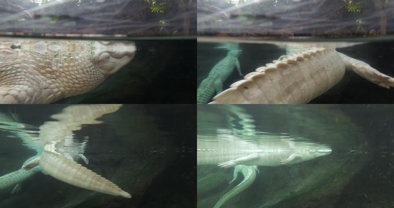 水中的白色鳄鱼动物园爬行动物