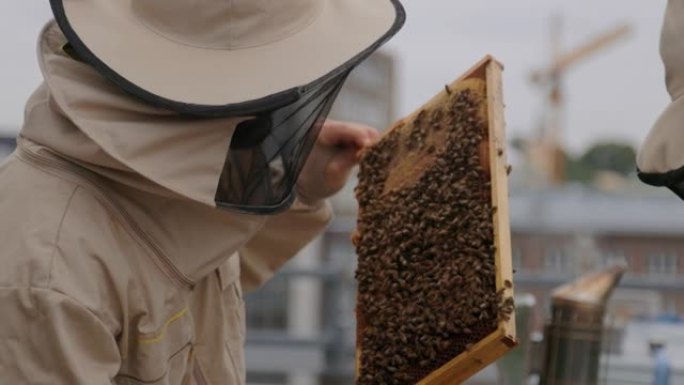 城市养蜂人检查蜂蜜梳