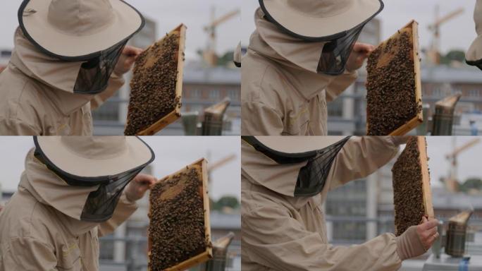 城市养蜂人检查蜂蜜梳