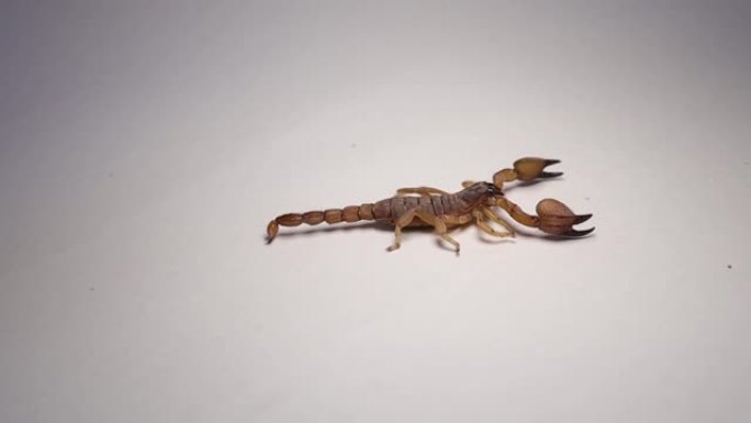 天蝎座
蝎子被隔离了。
白底蝎子。
关闭黄色蝎子。
特写蝎子。
昆虫，昆虫，虫子，虫子，动物，动物，