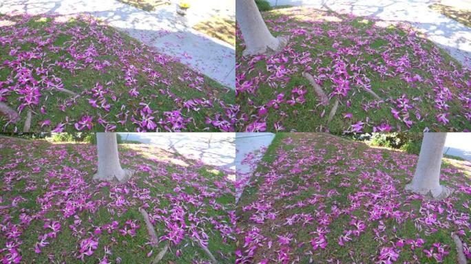 地面上的牙线丝树的花瓣慢动作180fps