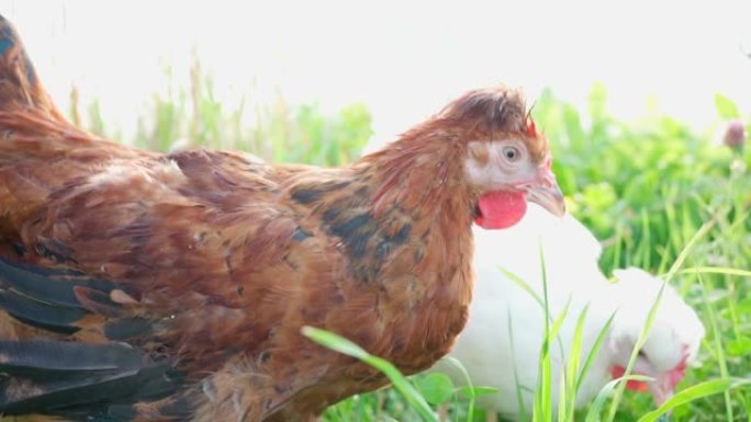 两只可爱的棕色和白色母鸡在农场吃草，在晴天啃草