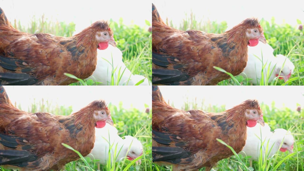 两只可爱的棕色和白色母鸡在农场吃草，在晴天啃草