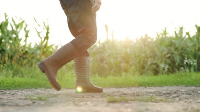 农业。穿着胶靴的高级农民穿过一片玉米地。农民的脚穿着玉米胶靴。农业概念。玉米地里穿着橡胶靴的农民。农