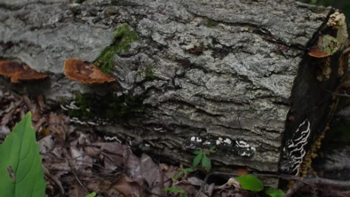 在日本，由白蘑菇和枯叶模制的老枯树。