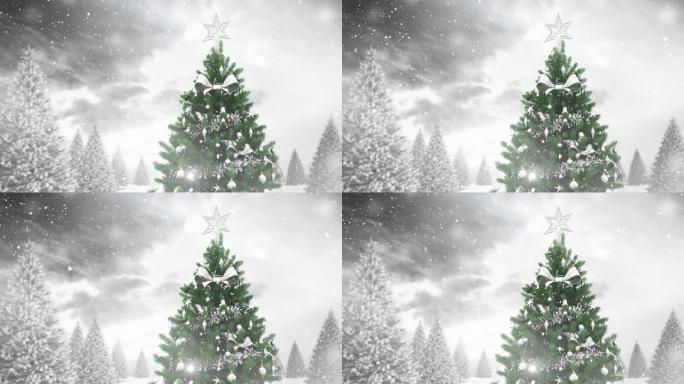 积雪落在圣诞树上，冬季景观上有多棵积雪覆盖的树木
