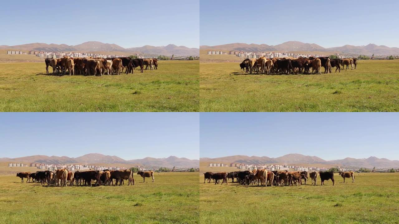 一群奶牛在草地上吃东西。
这些小牛在农村自由饲养，因此可以提供优质的有机肉。
牲畜免费饲料。
森林农