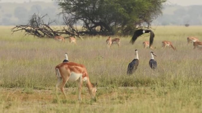 在tal chhapar sanctuary churu rajasthan india - Cic