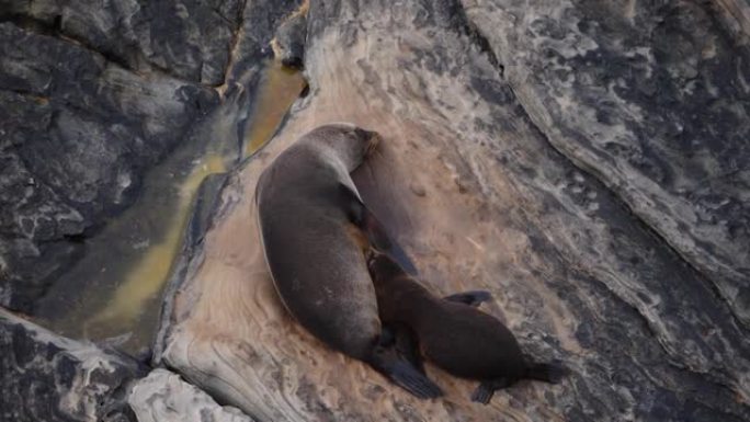 海豹及其婴儿在慢动作中在岩石上玩耍