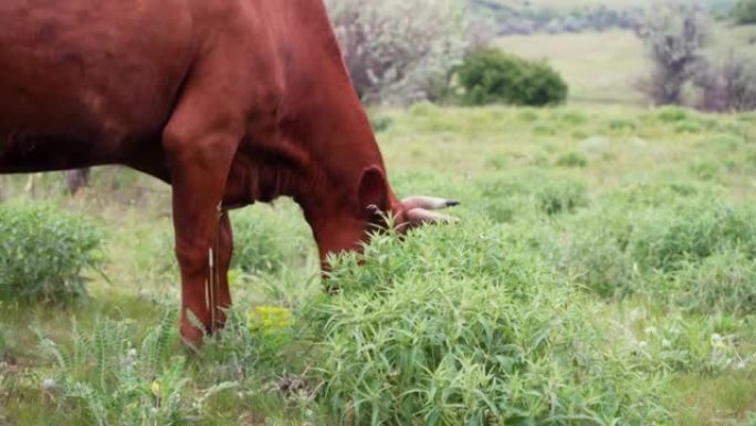 一头红牛在草地上吃草。牛放牧。