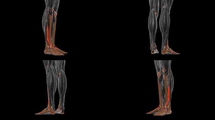 医学概念3D的伸肌长肌解剖
