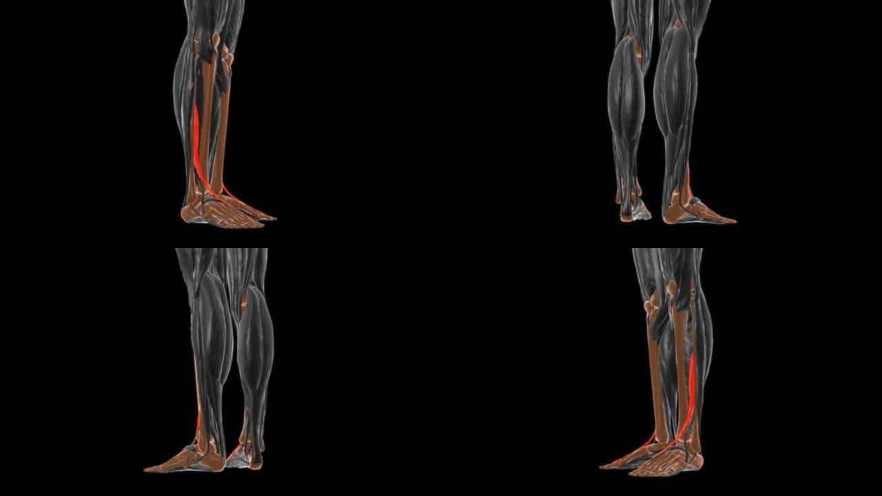 医学概念3D的伸肌长肌解剖