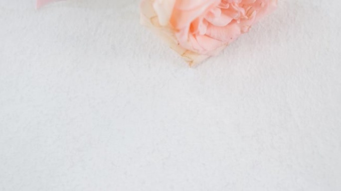 粉红玫瑰在白色背景上的动画