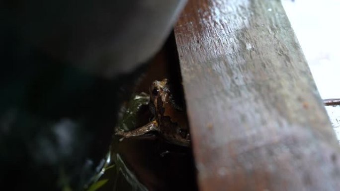 雨停后，带状牛蛙Kaloulas在池塘里哭泣。