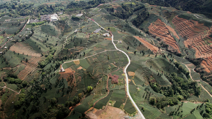 四川雅安蒙顶山牛碾坪茶