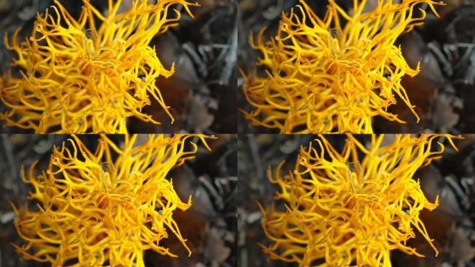 爱沙尼亚的冬虫夏草真菌的黄色茎