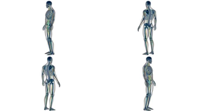 人体骨骼系统与循环系统解剖