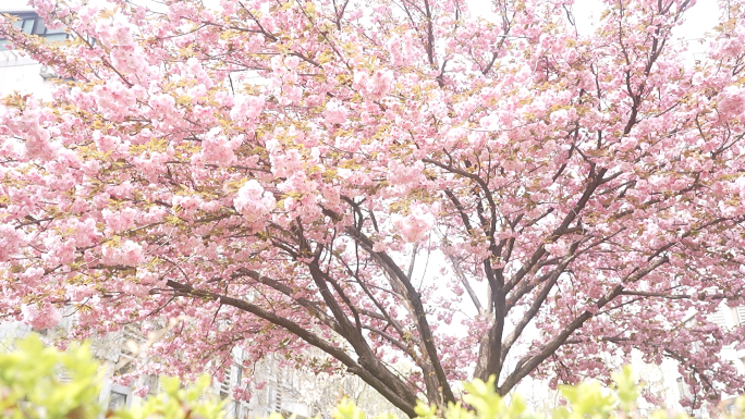 清明节阳光微风梦幻浪漫粉色樱花树下繁花爱