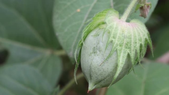 在棉花农用地上种植的新鲜有机绿色棉花果实或棉花果球。棉花地里未成熟的棉球和棉花植株。棉花种植的概念，