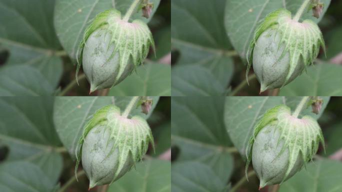 在棉花农用地上种植的新鲜有机绿色棉花果实或棉花果球。棉花地里未成熟的棉球和棉花植株。棉花种植的概念，