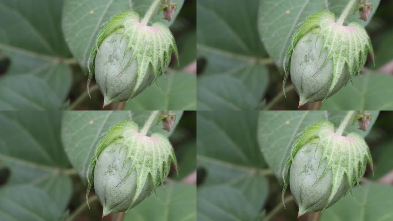 在棉花农用地上种植的新鲜有机绿色棉花果实或棉花果球。棉花地里未成熟的棉球和棉花植株。棉花种植的概念，