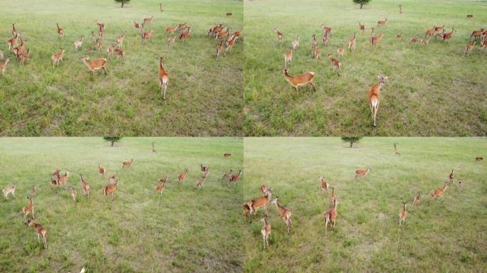 一群在野外穿过草地奔跑的of鹿。鹿是幼苗的危险害虫。直升机飞越野生动物。野生动物从上面，生态探索动力