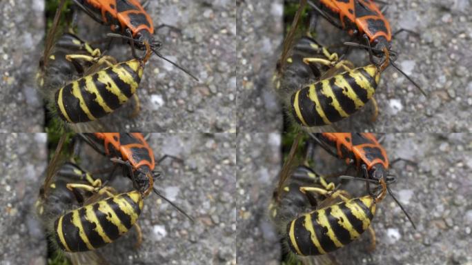 黄夹克黄蜂被红色萤火虫吃掉