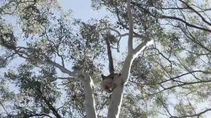 考拉熊爬上桉树，寻找稳定的树枝睡觉。