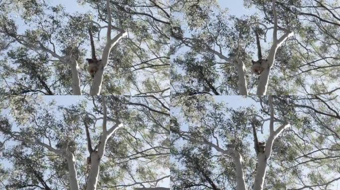 考拉熊爬上桉树，寻找稳定的树枝睡觉。