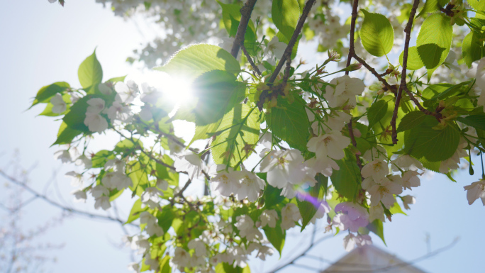 白色小花 春天百花齐放