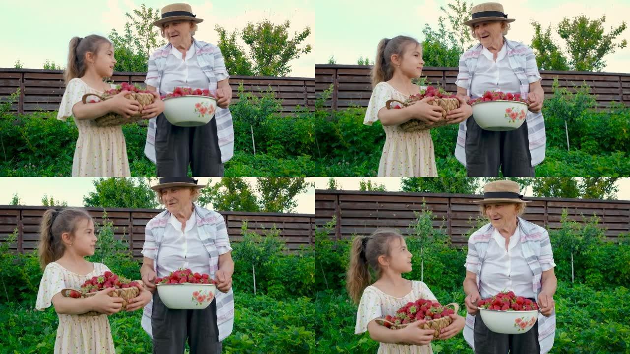 祖母和孩子在花园里收获草莓。选择性聚焦。