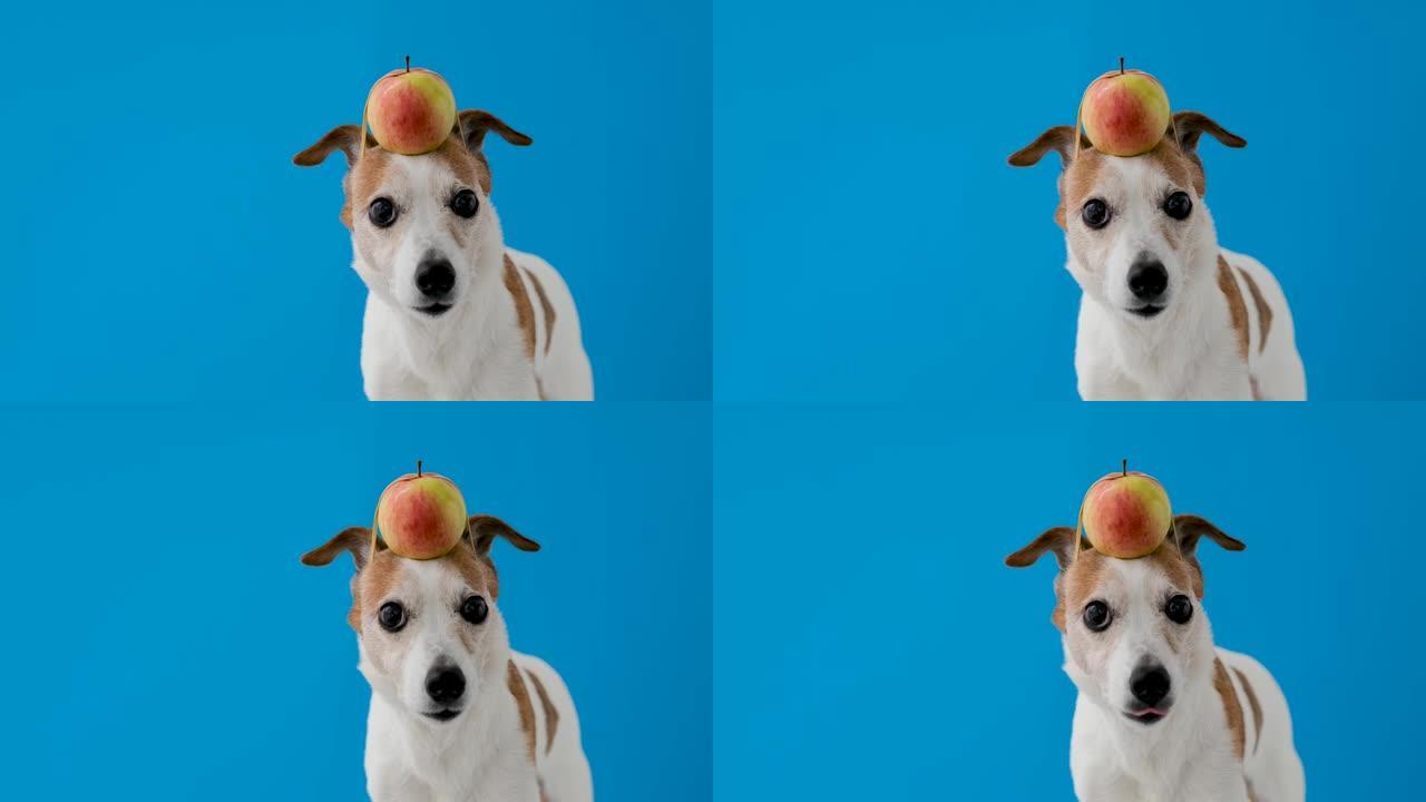 蓝色背景上有苹果的有趣狗