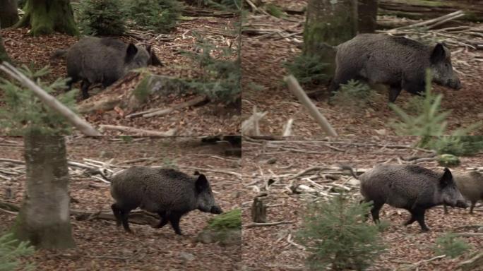 德国森林中的野猪