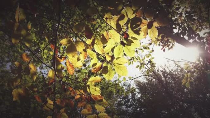 树林里的太阳在早秋叶子的植物中